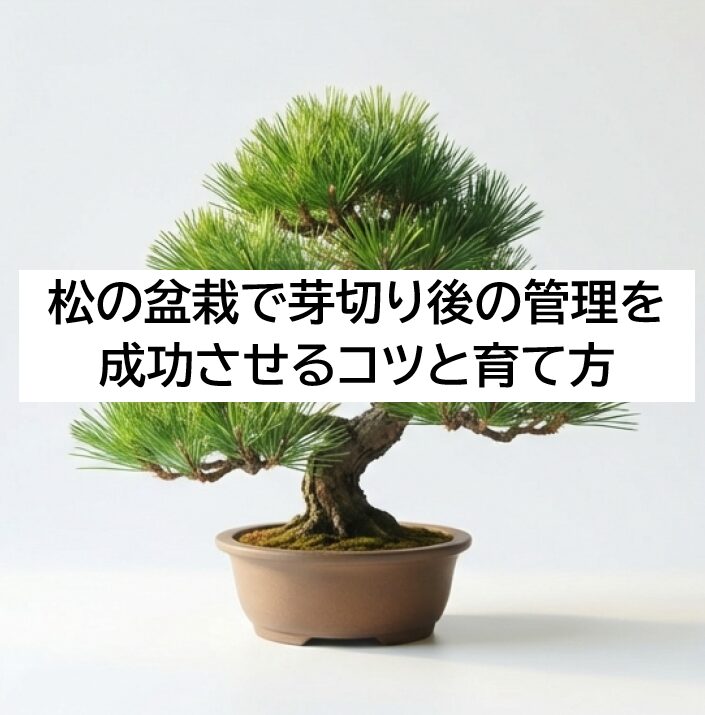 芽切り後の松の盆栽をお手入れする基本方針について。