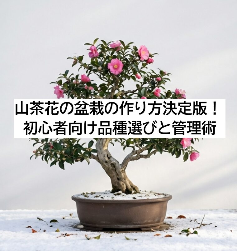 ピンク色の花が咲き誇る、美しく仕立てられた山茶花の盆栽