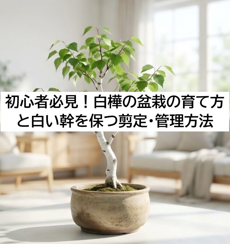 室内で育てる白い幹が美しい白樺の盆栽のイメージ画像