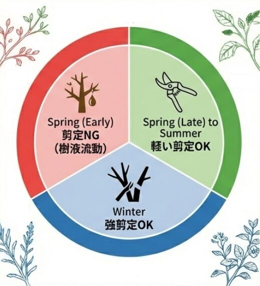 樹液が流動する早春の剪定はNGで、真冬に強剪定、初夏に軽剪定を行うカレンダー図解
