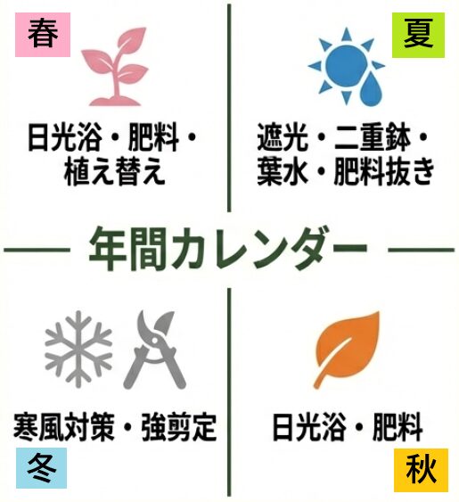 春の肥料、夏の遮光・葉水、秋の日光浴、冬の強剪定をまとめた年間管理カレンダー