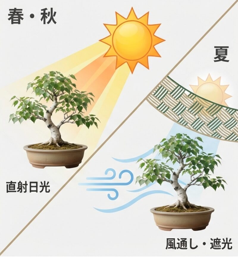 春・秋は直射日光、夏は風通しの良い日陰に置くことを示すイラスト
