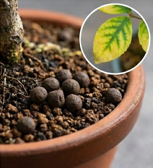 肥料は春と秋のみ与え、夏は外すこと、また葉の黄変は鉄分不足の可能性があるという注意点