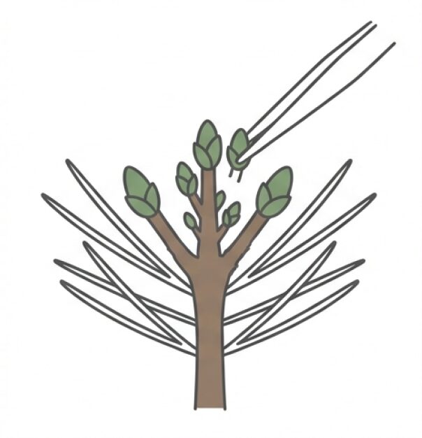 松の盆栽の芽かき作業の図解。1箇所から複数出た二番芽を、勢いの揃った2つの芽に絞って残すことで、車枝を防ぎ枝筋を整える手順。