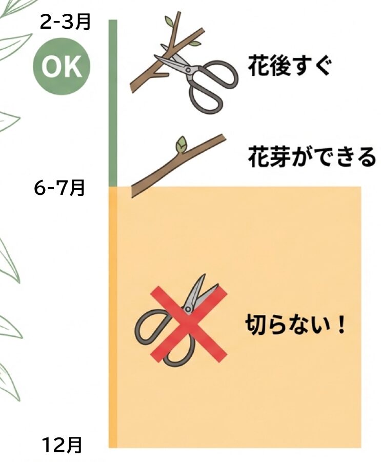 花が終わってすぐの剪定を推奨し、花芽ができる6月〜7月以降は切らないことを強調した図。