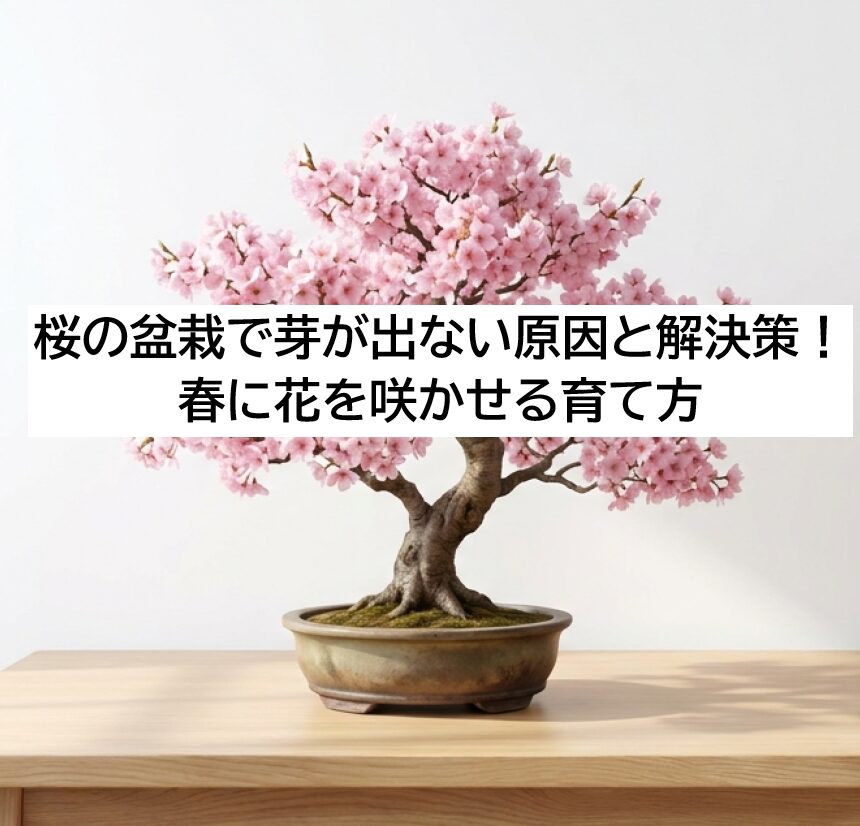 満開の美しいピンク色の桜の盆栽が木製のテーブルに置かれているイメージ画像